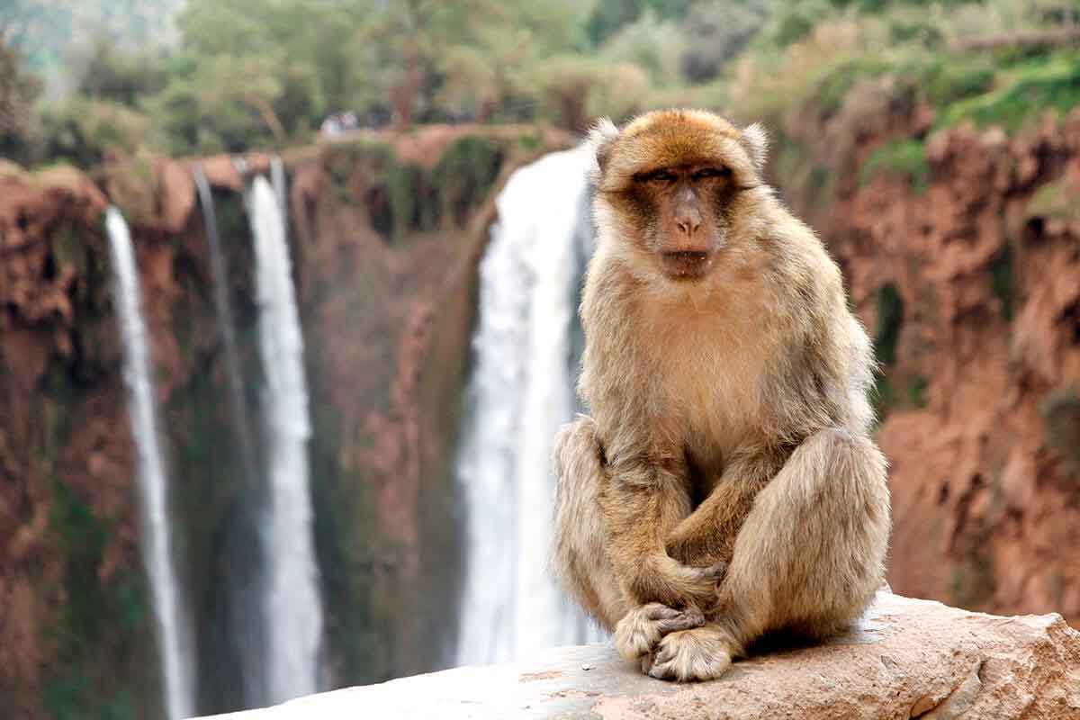 Monos cascadas de Ozoud