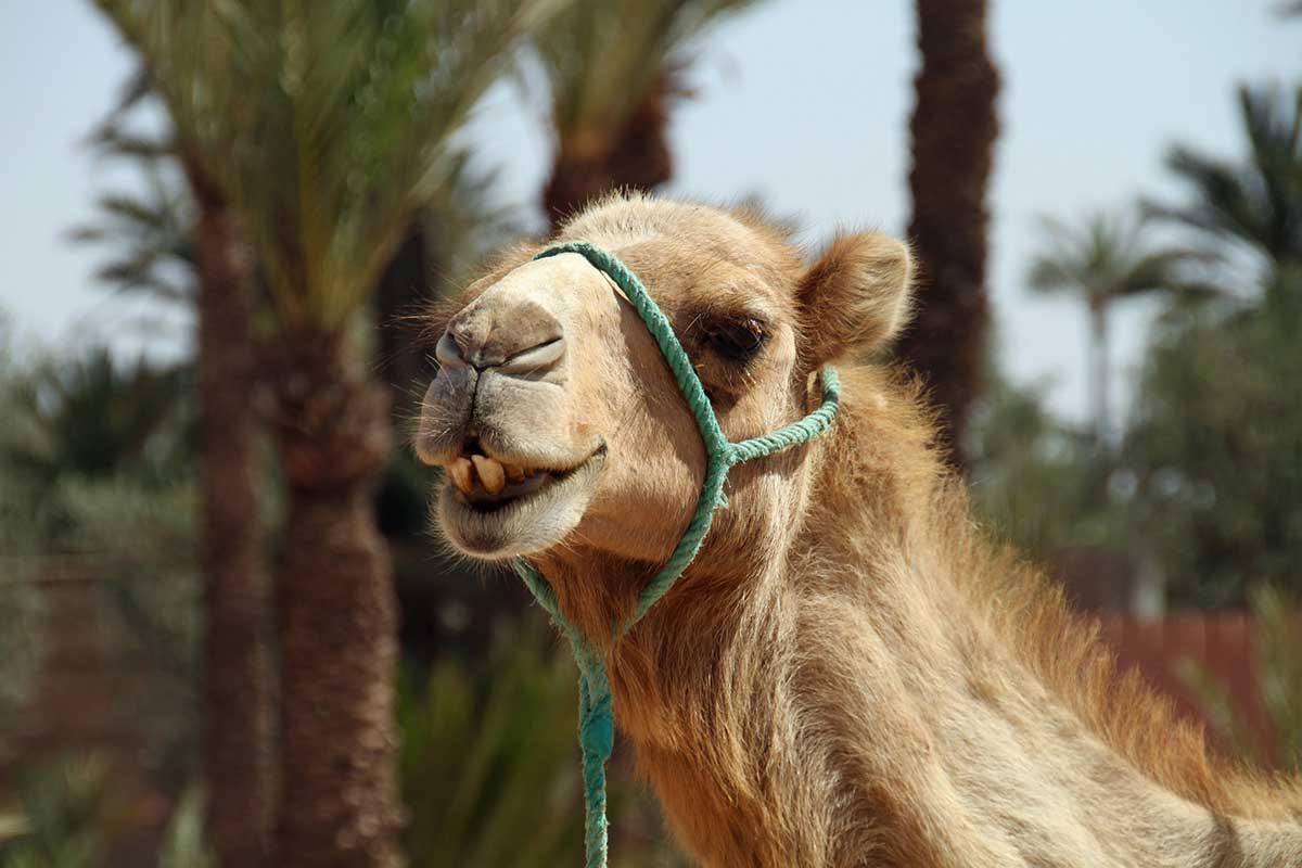 La Fauna De Marruecos Mas Caracteristica Turismo Marruecos