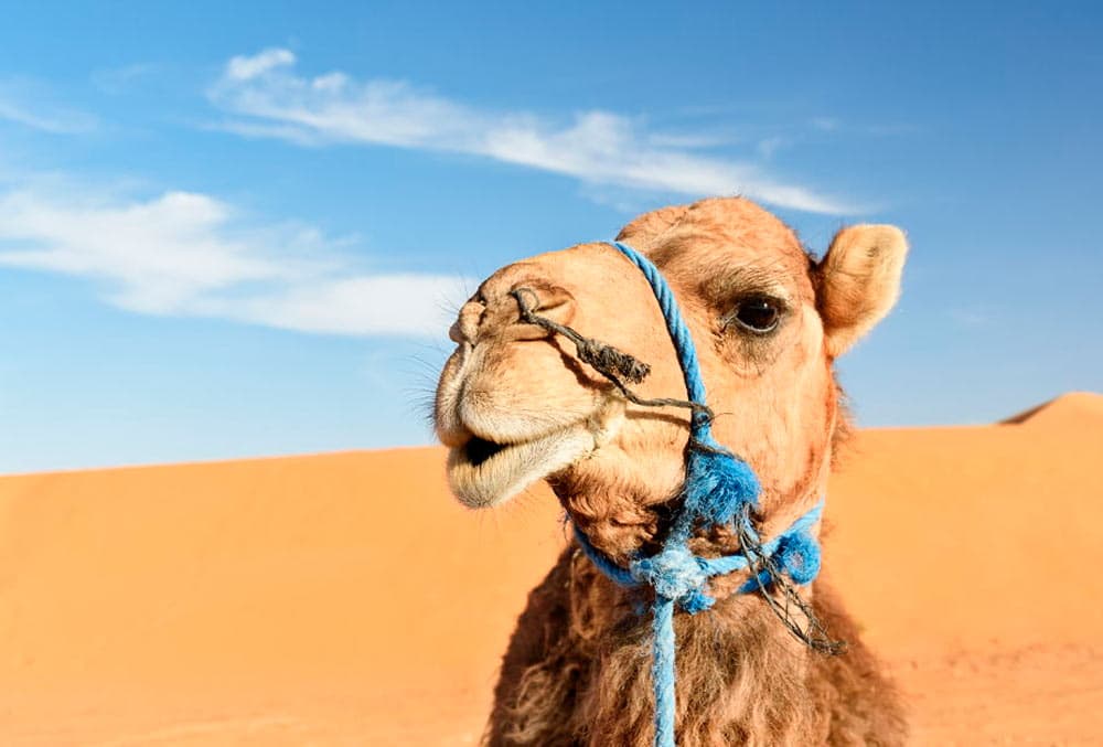 Viajes y excursiones al desierto de Marruecos