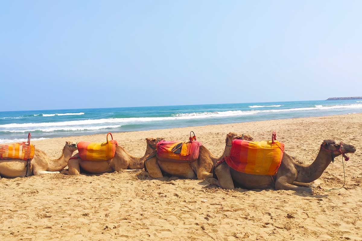 Dromedarios en playa de Saidia