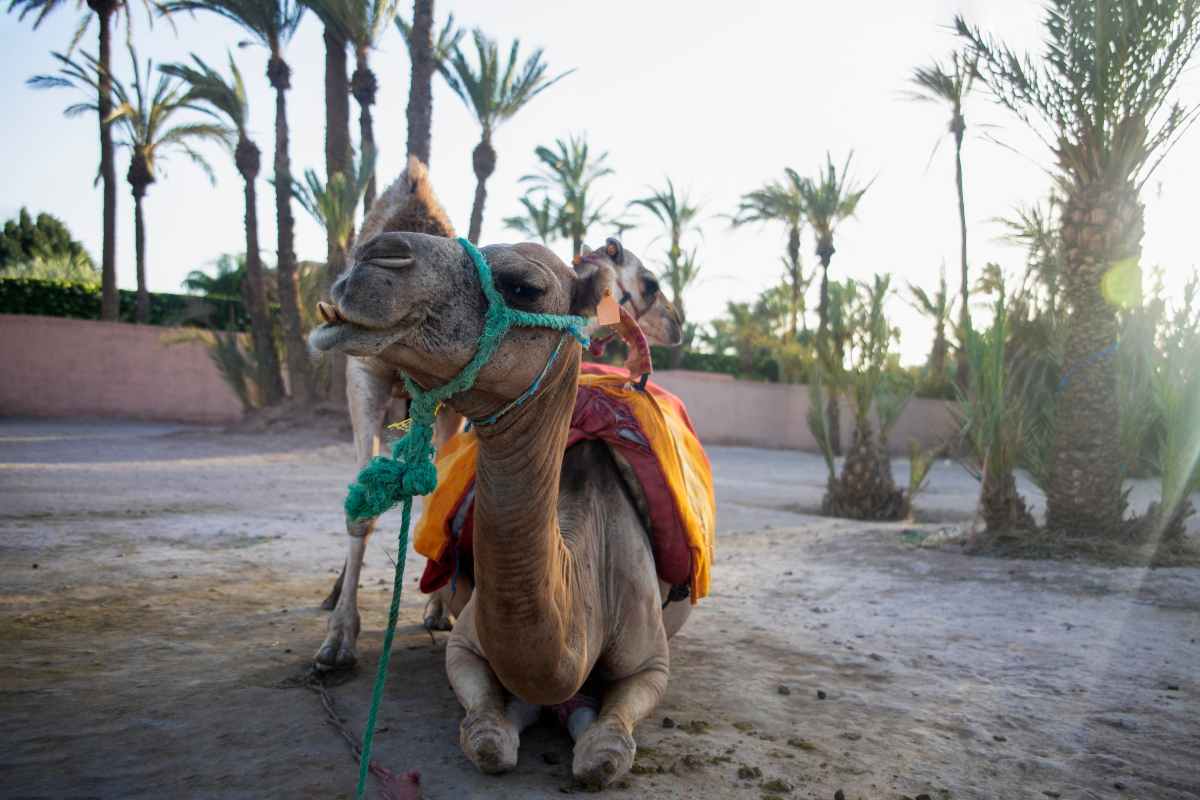 Montar en Camello en Marrakech