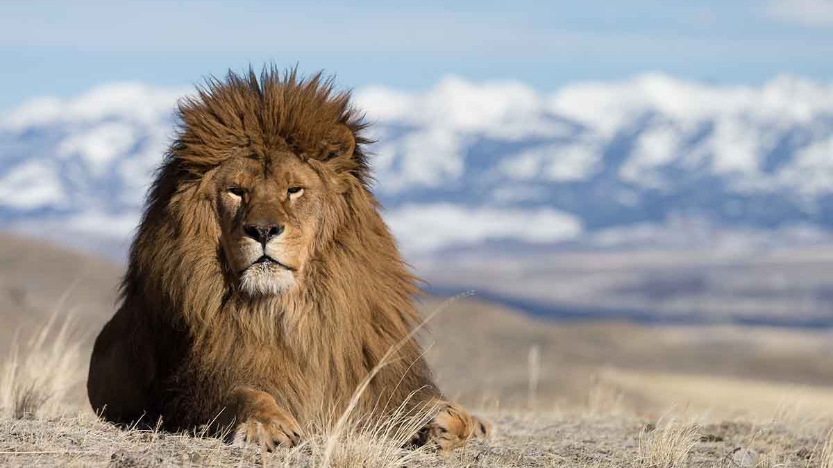 Top 56+ imagen leones del atlas marruecos