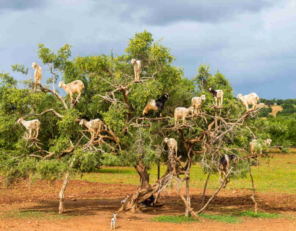 Cabras en los árboles de argán